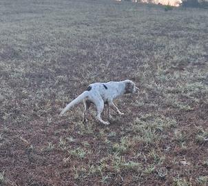 Cucciolo setter inglese