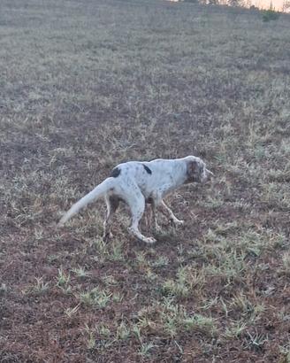 Cucciolo setter inglese