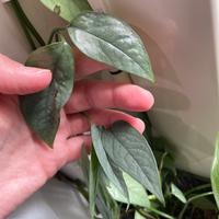 Pianta BABY Pothos Cebu BLUE
