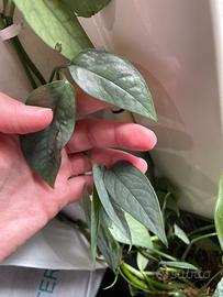 Pianta BABY Pothos Cebu BLUE