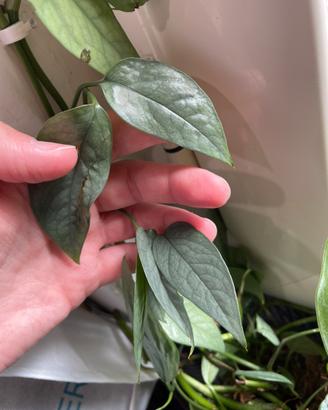 Pianta BABY Pothos Cebu BLUE