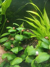 Lumache per acquario Planorbella