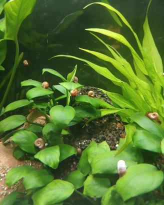 Lumache per acquario Planorbella