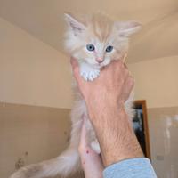 Stupendi Gattini razza Maine Coon