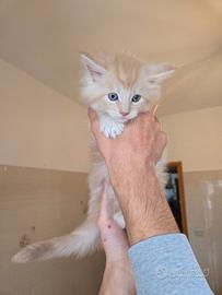 Stupendi Gattini razza Maine Coon