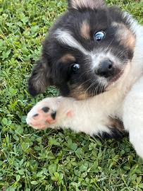 Cuccioli pastore australiano