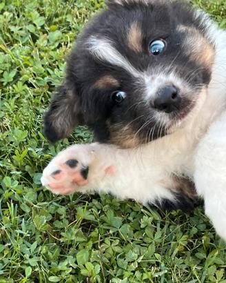 Cuccioli pastore australiano