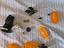 Immagine 1