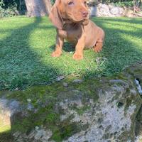 Maschietti di bassotto nano