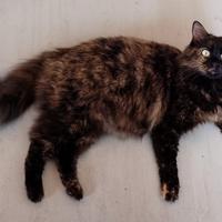 Gattina Diana, dolcissima nata nel 2017 circa