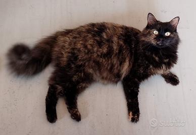 Gattina Diana, dolcissima nata nel 2017 circa