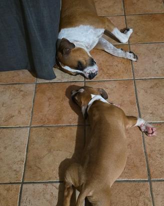 Cuccioli Amstaff