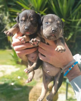 Pitbull tricolor