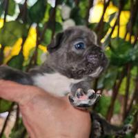 Bulldog francese blu toy