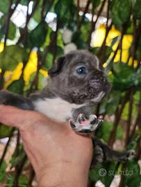 Bulldog francese blu toy