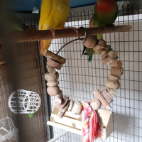 Coppia di inseparabili