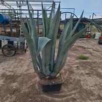 piante grasse agave varie misure