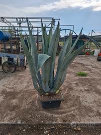 piante grasse agave varie misure