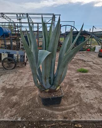piante grasse agave varie misure