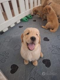 Cuccioli di golden retriever