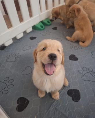 Cuccioli di golden retriever