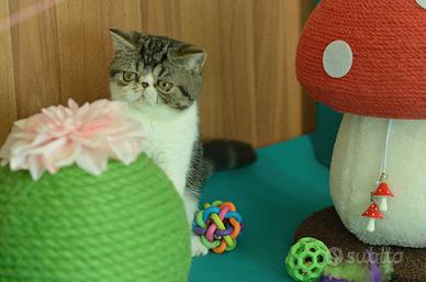 Cucciolo Brown tb white di gatti Exotic Shorthair