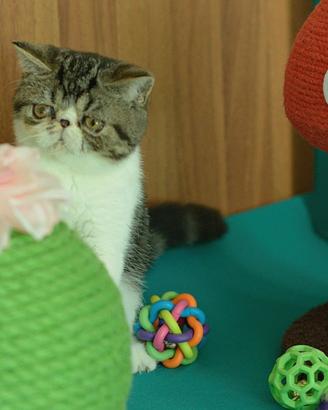 Cucciolo Brown tb white di gatti Exotic Shorthair