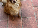 Chihuahua maschio con pedigree enci