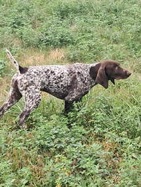 Bracco tedesco cuccioli kurzhaar cucciolo veneto