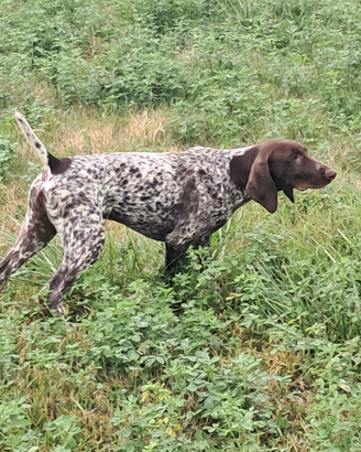 Bracco tedesco cuccioli kurzhaar cucciolo veneto