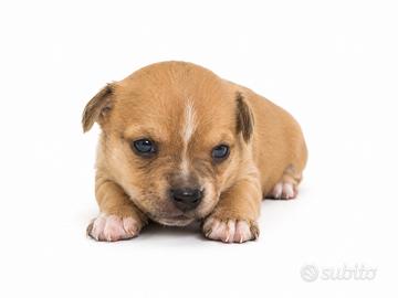 Cucciolo chihuahua fulvo