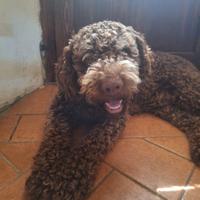 Lagotto da tartufo