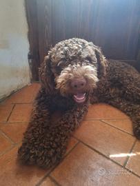 Lagotto da tartufo
