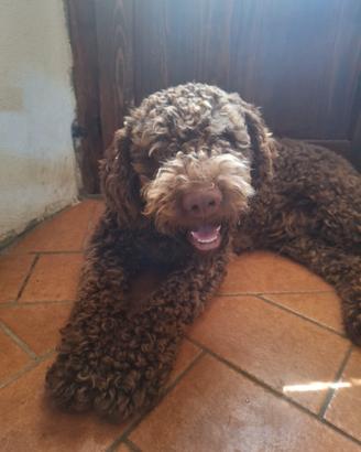 Lagotto da tartufo
