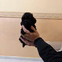 Barboncini Mini Toy black