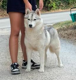 Siberian Husky