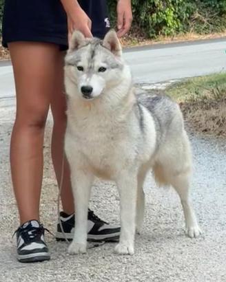 Siberian Husky