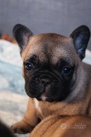 Bouledogue ( bulldog) francese