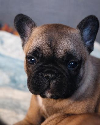 Bouledogue ( bulldog) francese