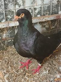 colombi giganti 