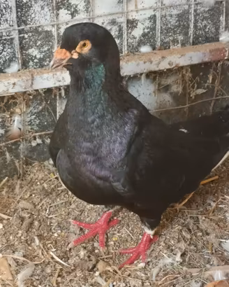colombi giganti 