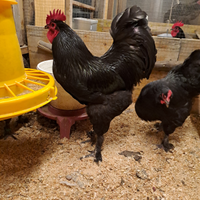 U.o.v.a. langshan croad