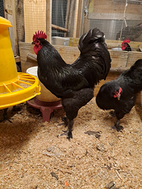 U.o.v.a. langshan croad