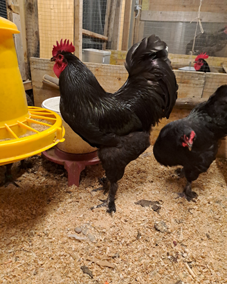 U.o.v.a. langshan croad