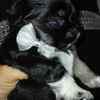 Cucciola di chihuahua