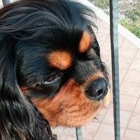 Maschio per accoppiamento cavalier king