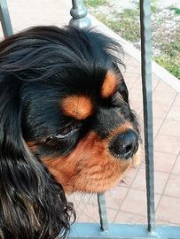 Maschio per accoppiamento cavalier king