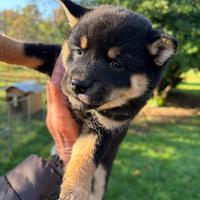 Shiba Inu black and tan cuccioli con Pedigree