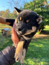 Shiba Inu black and tan cuccioli con Pedigree