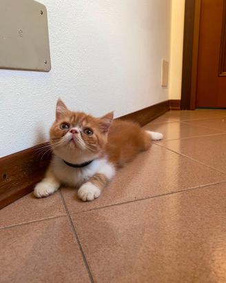 Exotic Shorthair